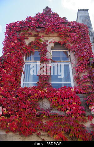 Rosso coperto di edera finestra del nuovo Re Building. Università di Aberdeen, Scozia, Regno Unito. Foto Stock