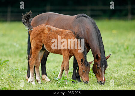 Cavallo Haflinger (nazionale) puledro su un prato a loro corral, Germania Foto Stock