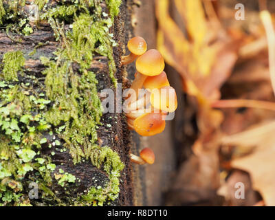 Molto giovane ciuffo di zolfo di funghi (Hypholoma fasciculare) cresce in un Pacific Northwest forest Foto Stock