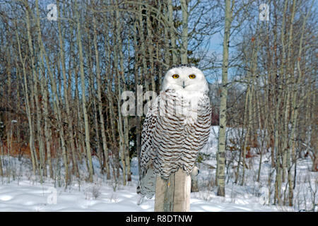 Bellissima civetta delle nevi, i giovani adulti in inverno, seduto sul posto a bordo della foresta di Aspen. Foto Stock