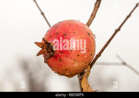 Melograno, Punica granatum, frutta sulla struttura ad albero Foto Stock