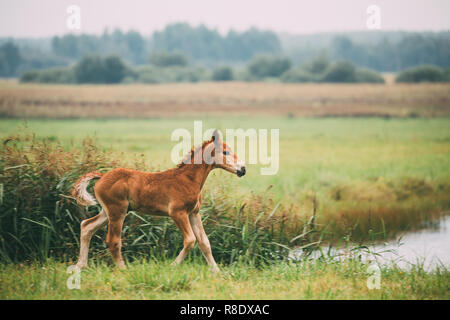 Puledro giovane passeggiate a cavallo sul prato verde vicino al fiume nella stagione estiva. La Bielorussia. Foto Stock