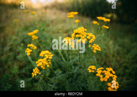 Tansy - Tanacetum Vulgare - è una pianta perenne, erbaceo fioritura delle piante della famiglia Aster, nativo a moderato in Europa e in Asia. Tansy comune, amaro Foto Stock