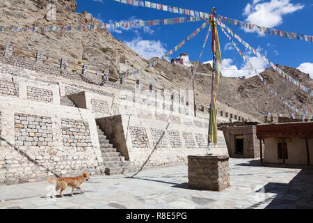 Cane sul cortile del Gonpa Soma e (visibile sopra) collina con Tsemo Tempio di Maitreya, Tsemo Goenkhang e Tsemo (Vittoria) Fort, Leh, Ladakh, India Foto Stock