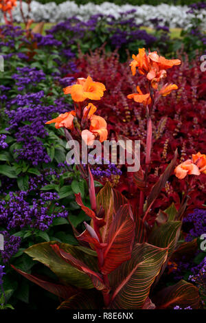 Heliotropium arborescens,canna phasion,cineraria polvere d argento,salvia farinacea victoria blue,coleus guidata annuale,,annuari ,bed ,lettiera, display ,gard Foto Stock