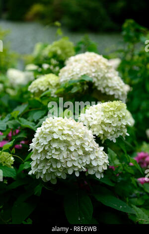 Hydrangea paniculata limelight,fiori,fioritura,fiore,bianco ,ombra, ombreggiata ,ombroso giardino ,,giardinaggio ,RM Floral Foto Stock