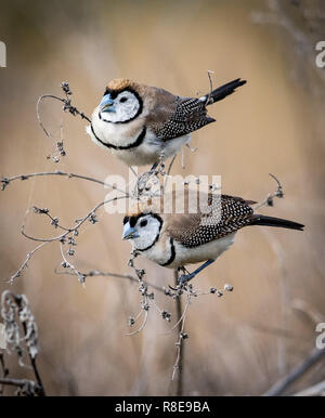 Gruppo di Double-sbarrate Finches alimentazione sulle erbe spontanee nel bush australiano Foto Stock