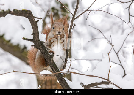 Piccolo scoiattolo rosso mangia il dado sul ramo di albero nella foresta di inverno, primo piano Foto Stock