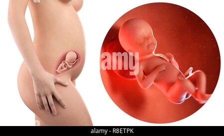 Illustrazione di una donna in stato di gravidanza e 23 settimana del feto. Foto Stock