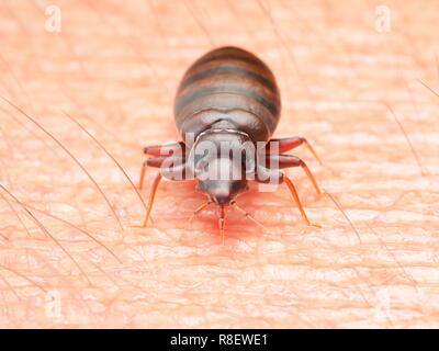 Illustrazione di un bedbug sulla pelle umana. Foto Stock