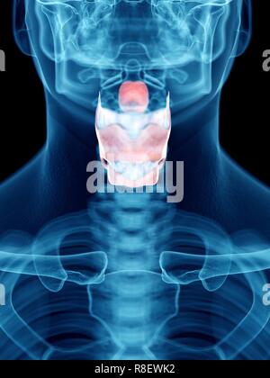Illustrazione di un uomo di laringe. Foto Stock