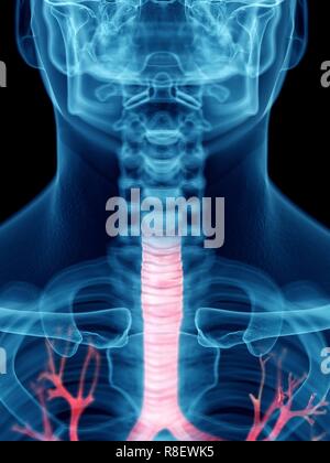 Illustrazione di un uomo di trachea. Foto Stock