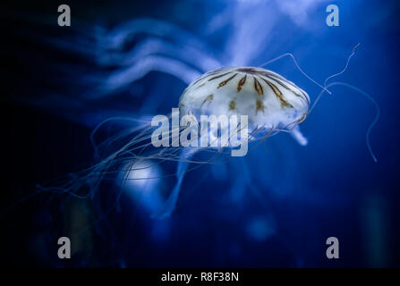 Singola bussola meduse in cattività Foto Stock