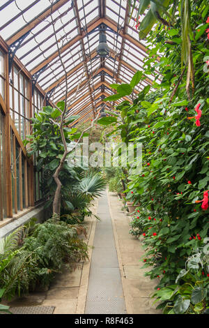 Vecchia serra nel giardino botanico a Cambridge Regno Unito Foto Stock