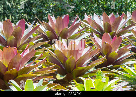 Alcantarea Extensa bromeliacee che provengono dal Brasile, qui al Royal Botanic Garden di Sydney , Australia Foto Stock