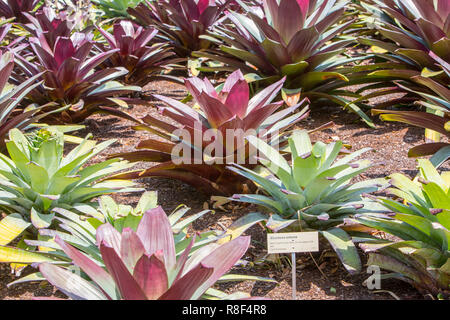 Alcantarea Extensa bromeliacee che provengono dal Brasile, qui al Royal Botanic Garden di Sydney , Australia Foto Stock