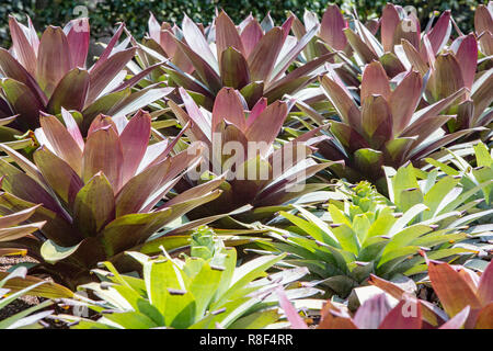 Alcantarea Extensa bromeliacee che provengono dal Brasile, qui al Royal Botanic Garden di Sydney , Australia Foto Stock