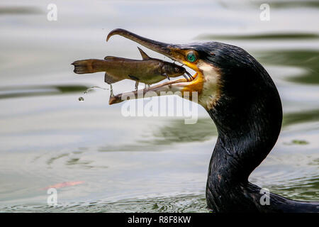 Cormorano Phalacrocorax carbo sinensis la cattura del pesce. Cormorano Phalacrocorax carbo sinensis con un pesce nel becco. Foto Stock