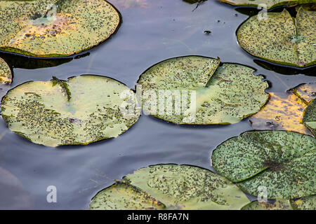 Dark deep blue water with late summer lilypads Foto Stock
