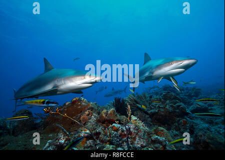 Due dei Caraibi squali di barriera (Carcharhinus perezi) nuoto su una scogliera di corallo, Grand Bahama, Bahamas Foto Stock