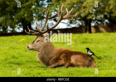 Gazza appollaiato su un cervi torna a Wollaton Hall Foto Stock