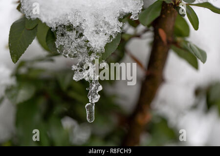 Bush brunch con piccola verde bagnato lascia ricoperta di ghiaccio e ghiaccioli pendenti sul luminoso soleggiato sfocata astratto spazio copia dello sfondo. Cartolina annuncio Foto Stock