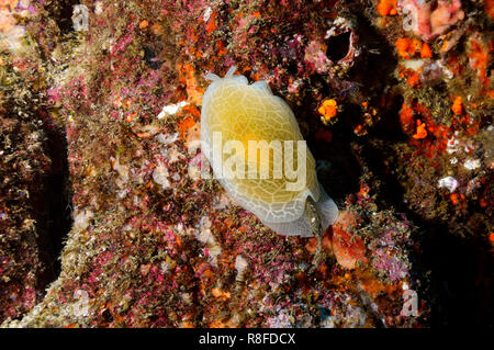 Sea Slug a Boa Vista - Capo Verde Foto Stock