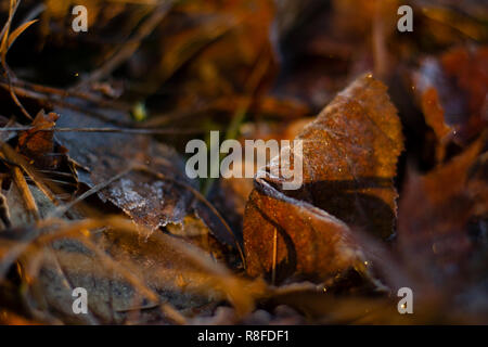 Frosty foglia sul terreno di una foresta, tutto oltre a foglia è sfocata. Luce dorata da un sunrise illuminazione della scena. Foto Stock