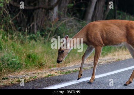 Adulto Cervo femmina si muove attraverso una strada verso le erbacce ed erba Foto Stock