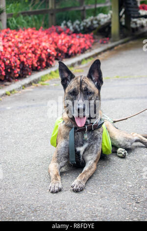 Brown brindle mix cane di razza che stabilisce nei pressi di aiuole di fiori Foto Stock