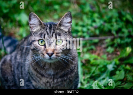 Gatto con gli occhi verdi incorniciato a sinistra del girato nel giardino estivo Foto Stock