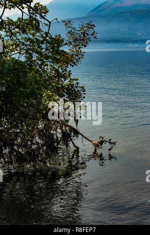 Grande albero recante sul suo lato nelle acque del Puget Sound Foto Stock