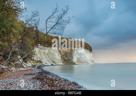 Chalk cliffs sull'isola di Rügen. Prima del sorgere del sole in autunno umore con le nuvole e il vecchio albero a natura spiaggia di Jasmund National Park Foto Stock