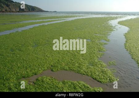 Spiaggia invade il mare verde-erbaccia Foto Stock