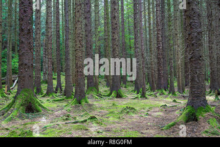 Tour a Piedi di Tollymore Forrest Park, Newcastle, Co Down, Irlanda del Nord Foto Stock