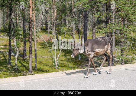 La renna a piedi lungo la strada in Finlandia Foto Stock