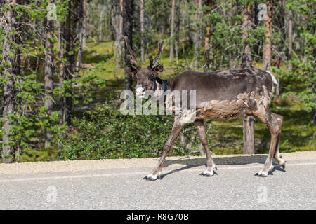 La renna a piedi lungo la strada in Finlandia Foto Stock