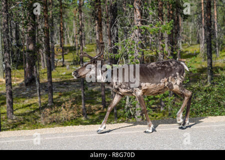 La renna a piedi lungo la strada in Finlandia Foto Stock