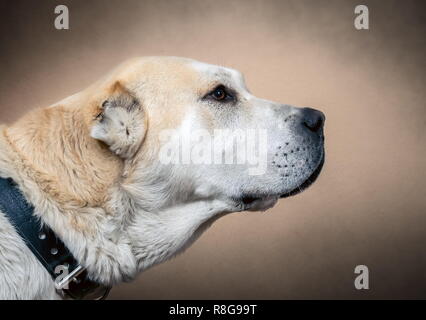 In Asia centrale il cane pastore. Alabai ritratto Foto Stock