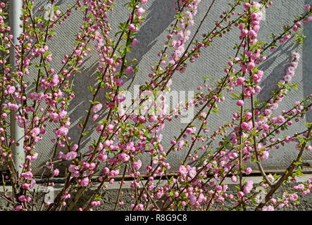 Molti rosa luminoso fiori che sono a partire bloom su ramoscelli di Prunus triloba bush nella brillante luce del sole di primavera su sfondo grigio. Foto Stock