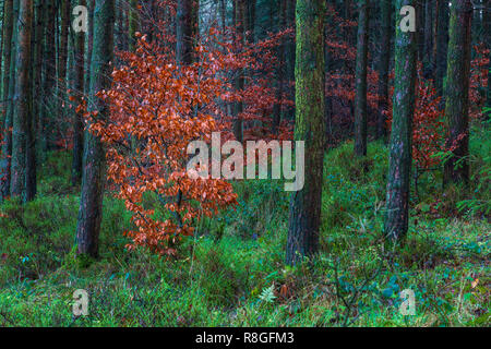 Rame alberelli di faggio in colore di autunno tra le conifere nella foresta a Macclesfield Foto Stock