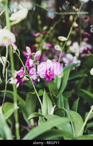 Orchid i fasci sono esposti per la vendita nel mercato. Foto Stock