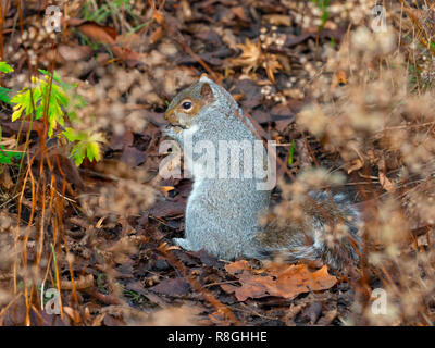 Scoiattolo grigio Sciurus carolinensis mangiare i dadi nel parco della città Foto Stock