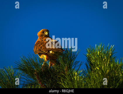 Falco Red-Tailed seduto in una struttura ad albero Foto Stock