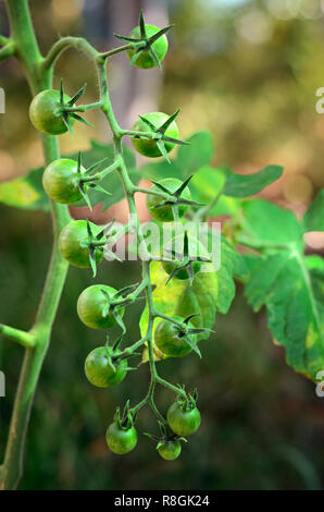 Pomodori ciliegia maturano sulla boccola Foto Stock