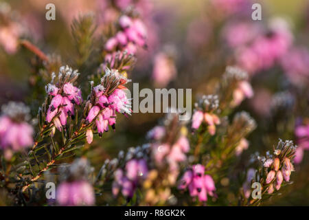 La brina formata sul rosa heather su un freddo inverno di mattina Foto Stock