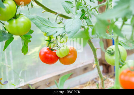 Pomodori appesi a un ramo. Primo piano Foto Stock