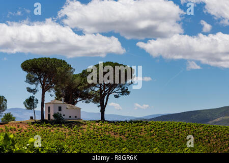 La splendida regione vinicola del Bierzo Spagna Foto Stock