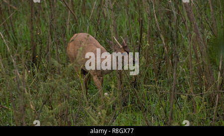Brown Brocket nel Pantanal Foto Stock