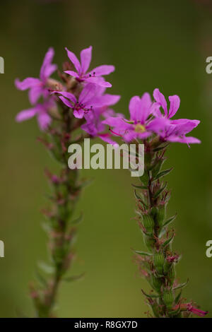 Purple loosestrife (Lythrum salicaria) nella famiglia Lythraceae. Foto Stock